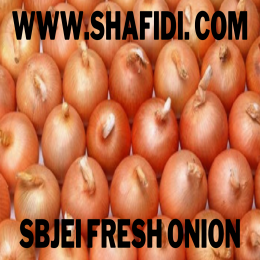 FRESH ONION